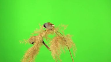 three baleen tits sit on the reed and peck at a broom on a green background. studio, natural sound