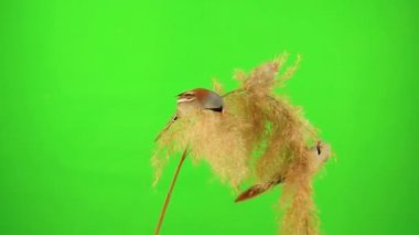 Three baleen tits sit on a reed against a green screen and peck at a broom. studio, slow motion