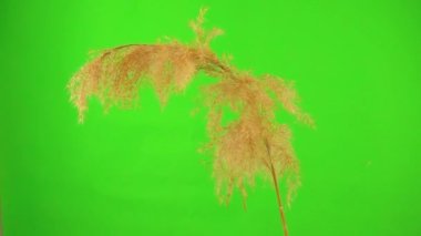 two baleen tits flew on a reed (broom) against a green screen. studio, slow motion