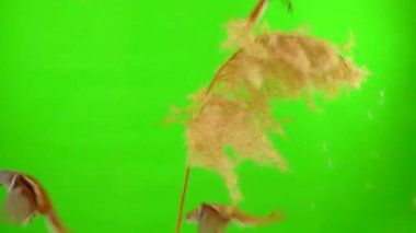 Three baleen tits sit on a reed (broom) against a green background and fly away. studio, slow motion