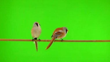 three baleen tit moves along a branch on a green background, one tit flies away. studio, slow motion