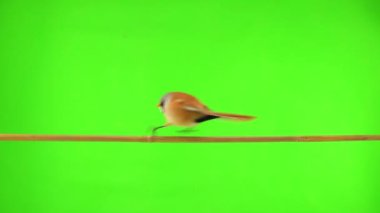 baleen tit moves along a branch on a green screen in the studio. natural sound