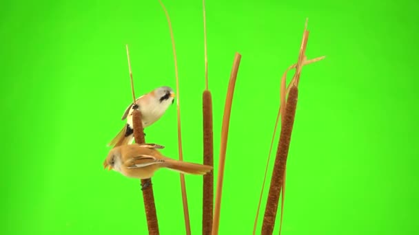 Two Baleen Tits Male Sits Reed Cattail Green Screen Studio — 图库视频影像
