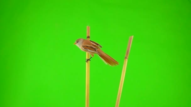 Baleen Tit Jumping Branch Branch Green Screen Studio Slow Motion — Video