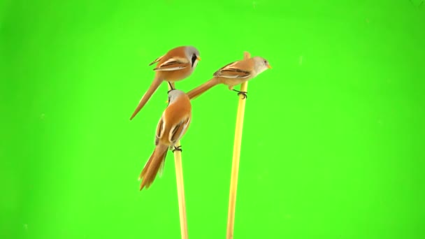 Three Baleen Tits Sit Reed Cattail Fly Away Green Screen — Video Stock