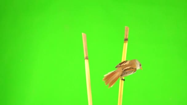 Two Baleen Tits Fly Reed Cattail Fly Away Green Screen — Vídeo de Stock