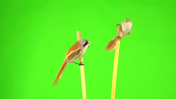 Two Baleen Tits Fly Reed Cattail Fly Away Green Screen — Stock videók