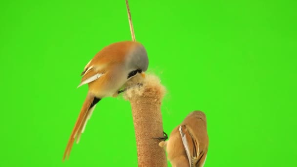 Two Baleen Tits Sit Reed Cattail Eat Seeds Fly Away — Video Stock