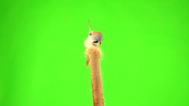 Baleen Tit Sit Reed Cattail Eat Seeds Green Background Studio — Stok video
