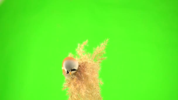 Baleen Tit Sit Reed Green Screen Peck Broom Studio Natural — Vídeo de stock