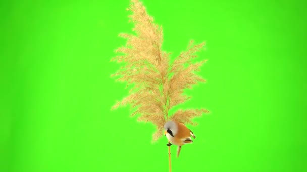 Baleen Tit Sit Reed Green Screen Peck Broom Studio Natural — Stock Video