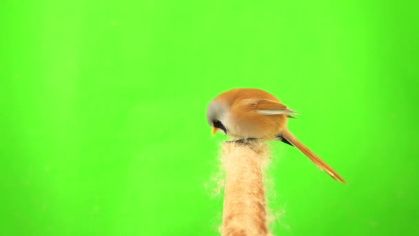 Baleen Tit Sit Reed Cattail Eat Seeds Green Background Studio — Stockvideo