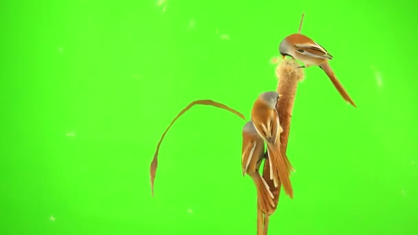 Four Baleen Tits Sit Reed Cattail Green Background Studio Natural — Stockvideo