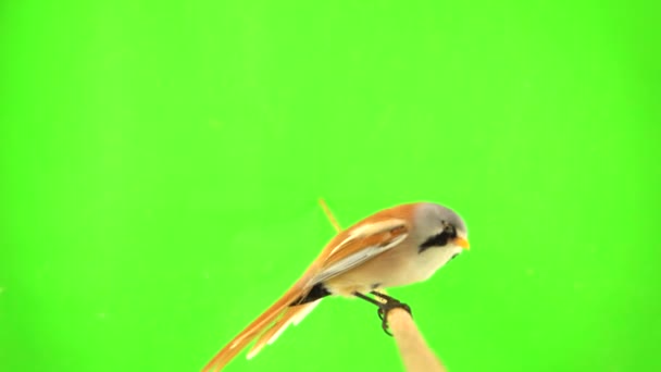 Meisen Fliegen Auf Einem Ast Und Fliegen Auf Grünem Grund — Stockvideo