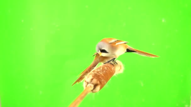 Baleen Tits Fly Reed Cattail Eat Fly Green Screen Studio — Stock Video