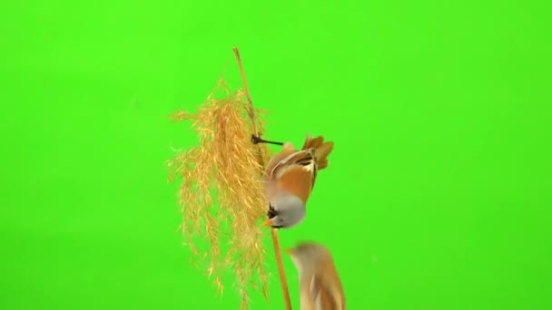 Three Mustachioed Tits Sit Reed Broom Eat Fly Away Green — Stock Video