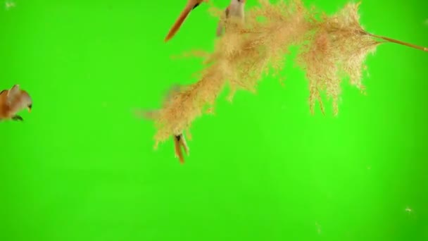 Three Mustachioed Tits Sit Reed Broom Green Background Studio Slow — Stok Video