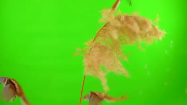 Three Baleen Tits Sit Reed Broom Green Background Fly Away — Video