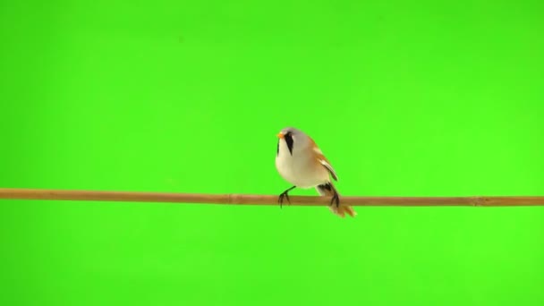 Mustachioed Tits Fly Branch Fly Away Green Background Studio Natural — Stok video