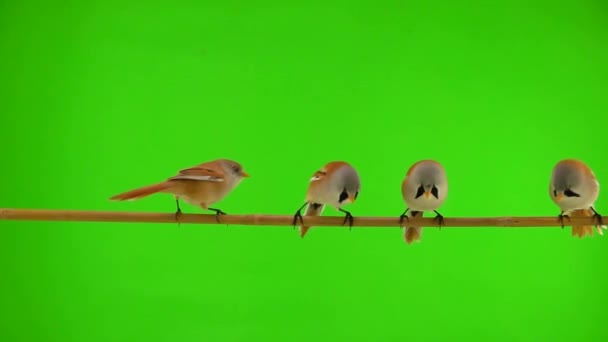 Four Baleen Tits Move Branch Green Screen Two Tits Fly — Vídeos de Stock