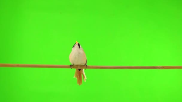 Mustachioed Tits Fly Branch Fly Away Green Screen Studio Natural — 图库视频影像