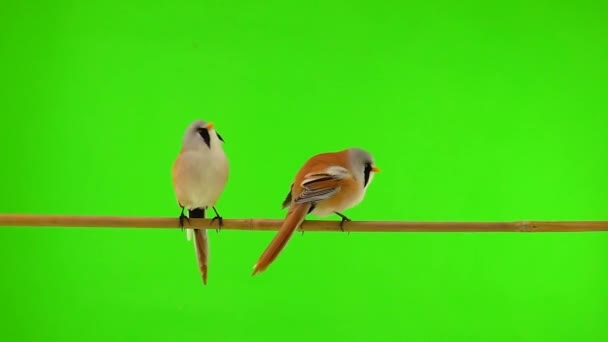 Three Baleen Tit Moves Branch Green Background One Tit Flies — ストック動画