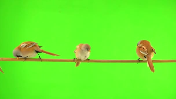 Four Baleen Tits Move Branch Green Screen Studio Natural Sound — Stock Video