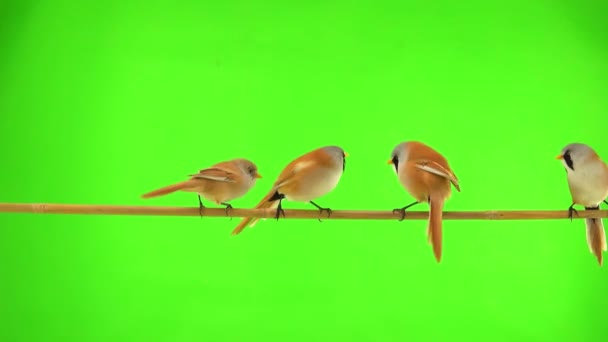 Five Baleen Tits Move Branch Green Screen Studio Natural Sound — Stockvideo