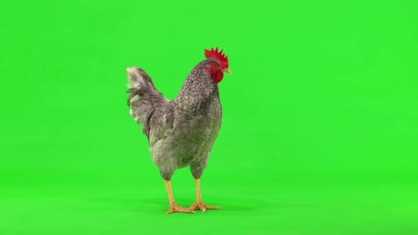 Coq Gris Tient Sur Écran Vert Studio — Video