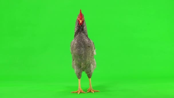 灰色の雄鶏は緑色の画面に顔を出します スタジオ — ストック動画
