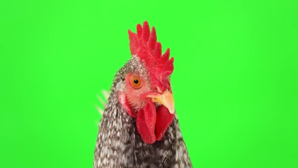 Portrait Gray Rooster Green Screen Rooster Hides Reappears — Stock Video