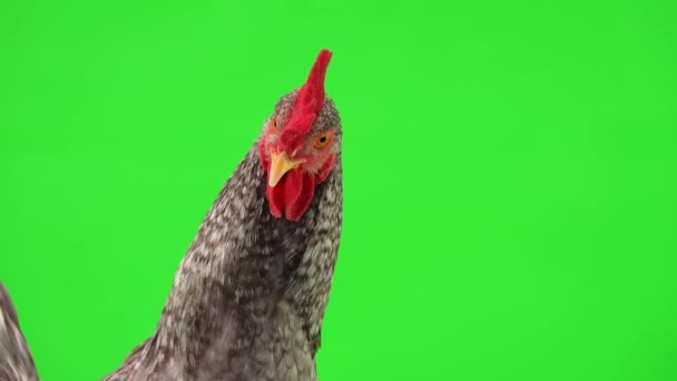 Portrét Šedého Kohouta Zelené Obrazovce Studio — Stock video