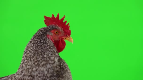 Portrait Gray Rooster Green Screen Studio — Stock Video