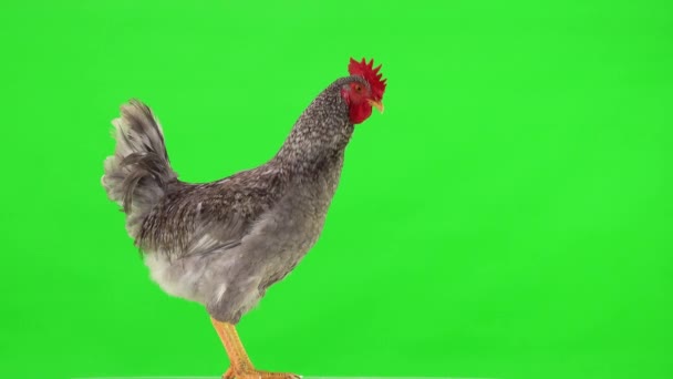 Ayam Abu Abu Berdiri Profil Pada Latar Belakang Hijau Studio — Stok Video