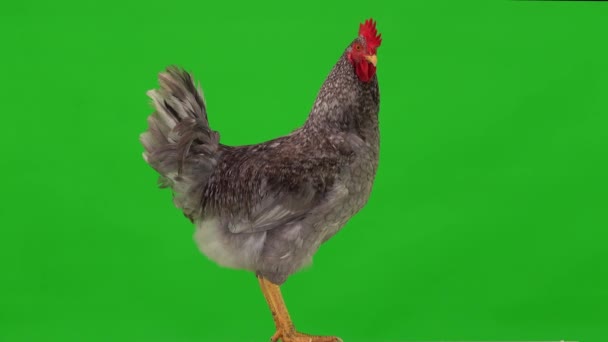 Gray Rooster Stands Profile Green Background Studio — Stock Video