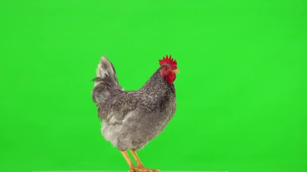 Ayam Jantan Abu Abu Berdiri Layar Hijau Duduk Dan Membersihkan — Stok Video