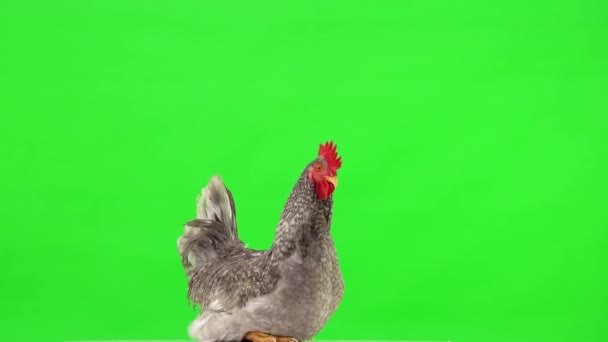 Rooster Sits Stands Profile View Green Screen — Stock Video