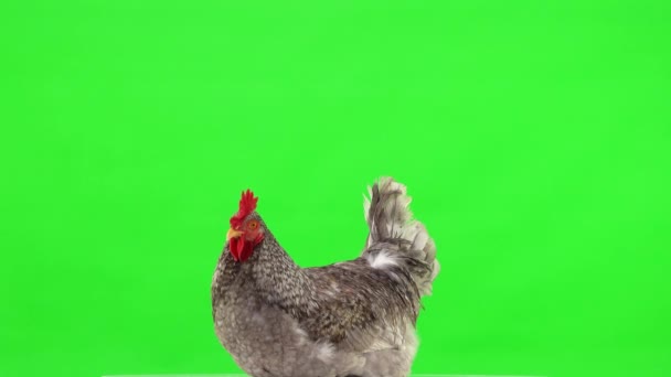 Κόκορας Κάθεται Και Σηκώνεται Προβολή Προφίλ Μια Πράσινη Οθόνη — Αρχείο Βίντεο