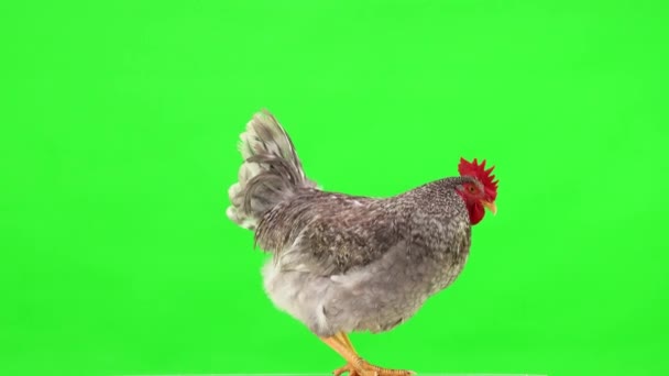 Gray Rooster Stands Green Screen Sits Studio Natural Sound — Stock Video