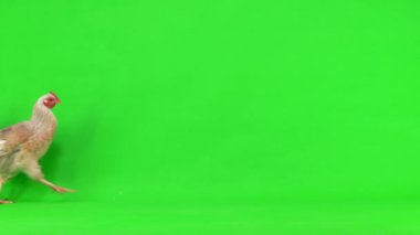 Gri tavuk yeşil ekranda soldan sağa gidiyor. stüdyo