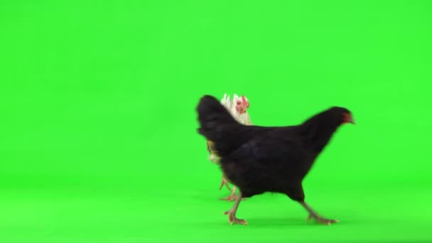 Gray Black Chickens Walks Green Screen Leaves Screen Studio Natural — Stock Video