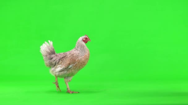 Gray Black Chickens Walks Green Screen Leaves Screen Studio — Stock Video