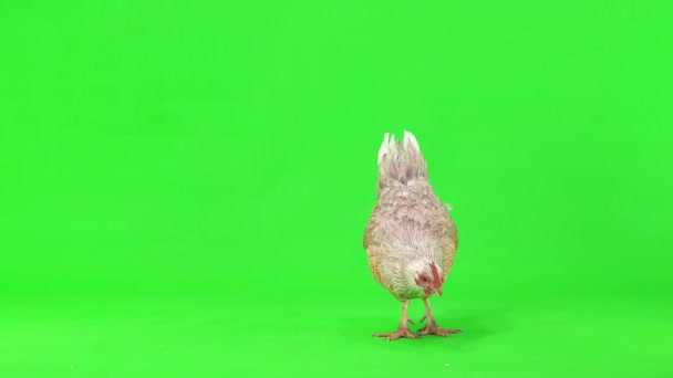 Szary Kurczak Szukający Ziaren Pszenicy Zielonym Ekranie Pozostawia Ekran — Wideo stockowe