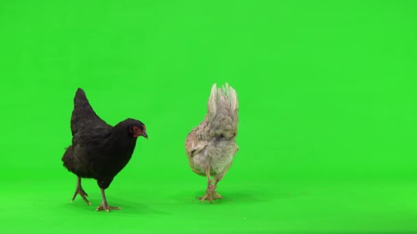 緑の画面に2羽の鶏の灰色と黒の小麦の穀物をつまむ スタジオ — ストック動画