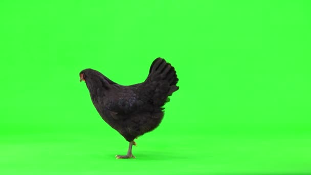 Black Chicken Walks Green Screen Leaves Studio — Stock Video