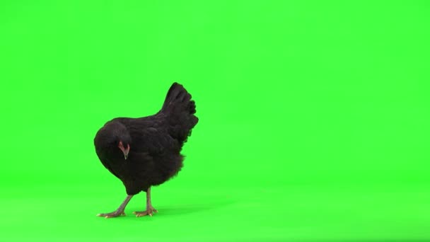 Gallina Nera Cammina Alla Ricerca Chicchi Grano Sullo Schermo Verde — Video Stock