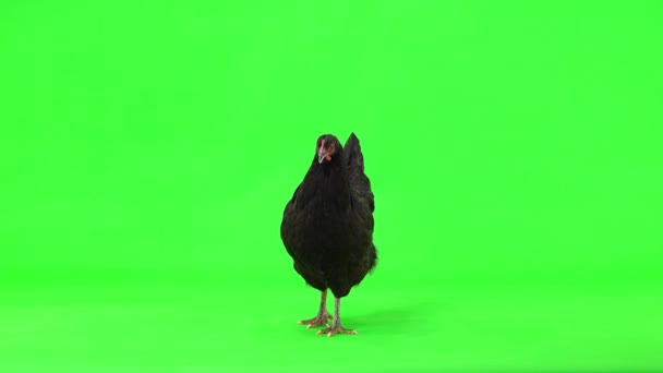 Black Chicken Stands Turns His Head Green Screen Studio — Stock Video