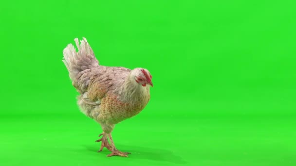 Gray Chicken Walks Green Screen Studio — Stock Video