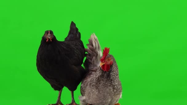 Gallo Gris Sentado Gallina Negra Pie Una Pantalla Verde Estudio — Vídeo de stock