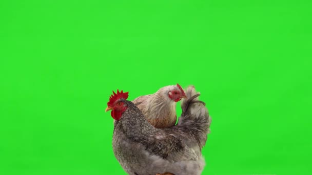 Gray Rooster Sits Chicken Stands Green Screen Studio — Stock Video
